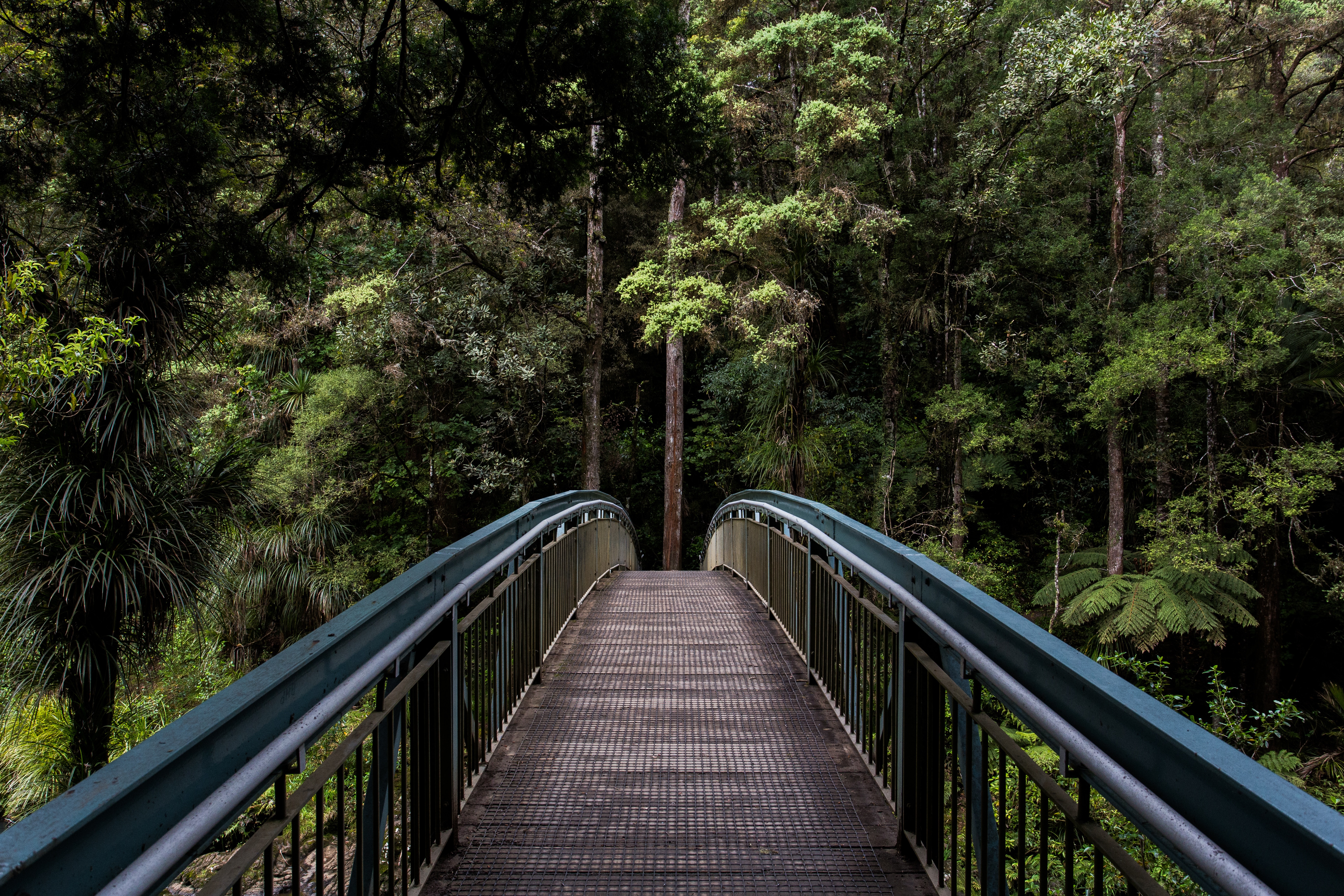 Whangare_falls_walk_Photo_by_Tim_Swaan_on_Unsplash.jpg